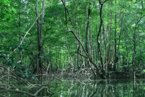 Manglar del Golfo Dulce