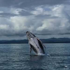 Ballena jorobada en el Golfo Dulce