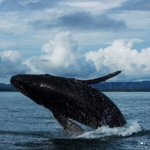 Ballena jorobada en el Golfo Dulce