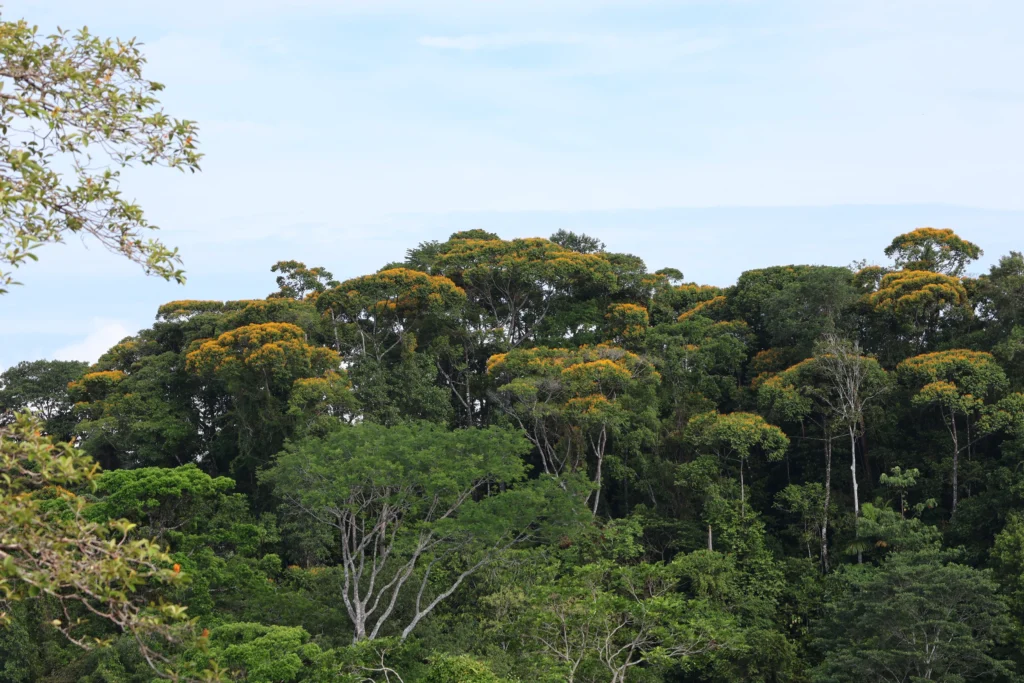 Vista de la bahía de Golfito