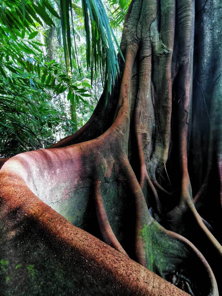 Selva del Pacífico Sur con Krü Adventure