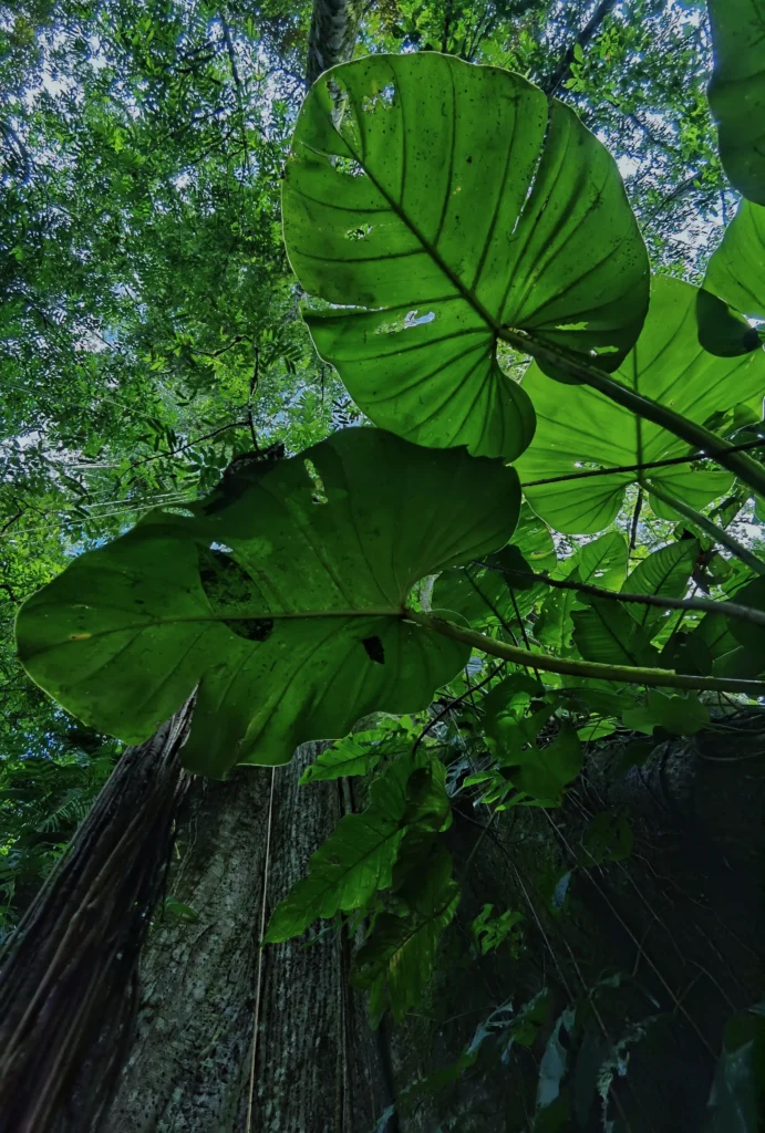 Selva del Pacífico Sur con Krü Adventure