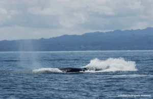 Ballena jorobada en el Golfo Dulce