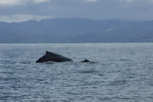 Ballena jorobada en el Golfo Dulce