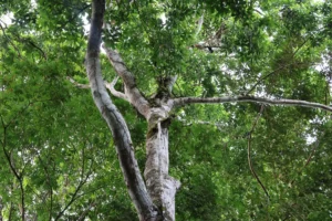 Parque Nacional Piedras Blancas